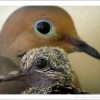 Give Me Spring or Give Me Death doves