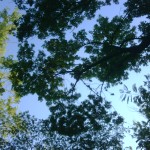 Maple tree foilage over back yard