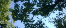 Maple tree foilage over back yard