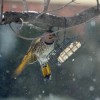Chirpie Chirpie ’09 Norther Flicker Woodpecker Landing