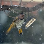 Norther Flicker Woodpecker Landing