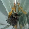April Lou’in Stitch window gazing