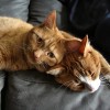 I’ll Be Your Friend kitties lean