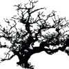 Top Down LazyAcres-JustTheTree