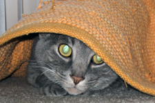 Cat peering from under rug